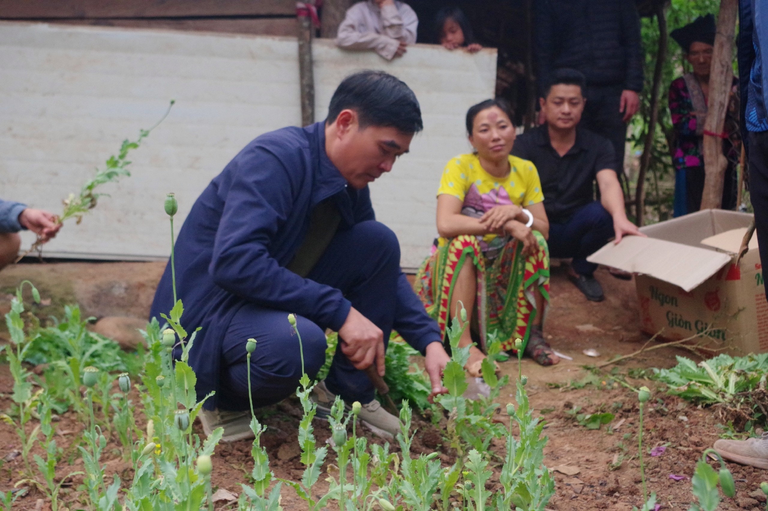Công an huyện Mường Tè khởi tố 01 đối tượng về hành vi trồng cây thuốc phiện