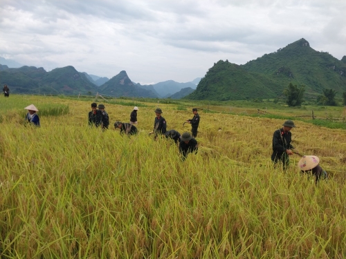 Giúp đỡ nhân dân thu hoạch vụ mùa Hè thu năm 2023