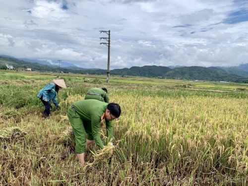 Lực lượng Công an thị trấn Tam Đường thu hoạch lúa chín cùng nhân dân