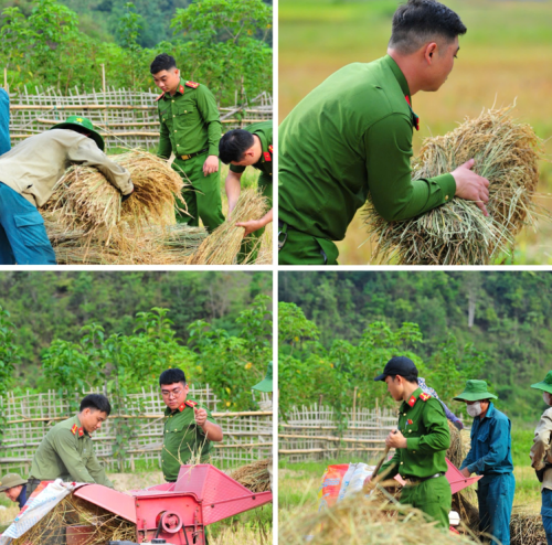 Chi đoàn Công an xã Bum Nưa xung kích, giúp đỡ người dân thu hoạch, tuốt lúa trong mùa thu hoạch