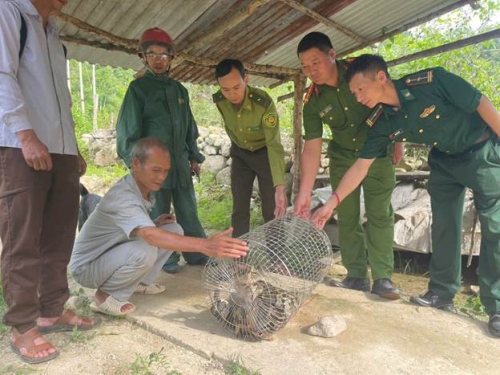Lai Châu: Công an xã Bum Nưa tiếp nhận, bàn giao cá thể trăn đất quý hiếm