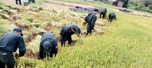 Cán bộ, chiến sĩ Trung đội Cảnh sát bảo vệ mục tiêu Công trình Nhà máy thủy điện Lai Châu giúp người dân gạt lúa