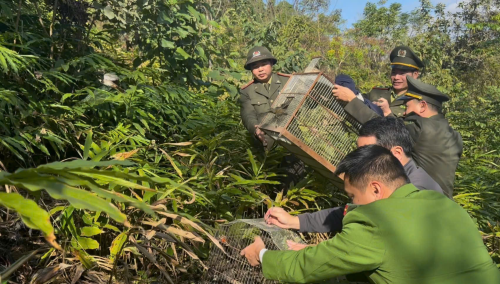 Lliên tiếp xử lý 10 vụ vi phạm về bảo vệ động vật hoang dã