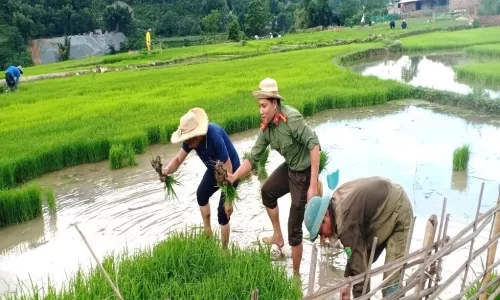 CBCS Phòng An ninh nội địa giúp người dân nhổ mạ