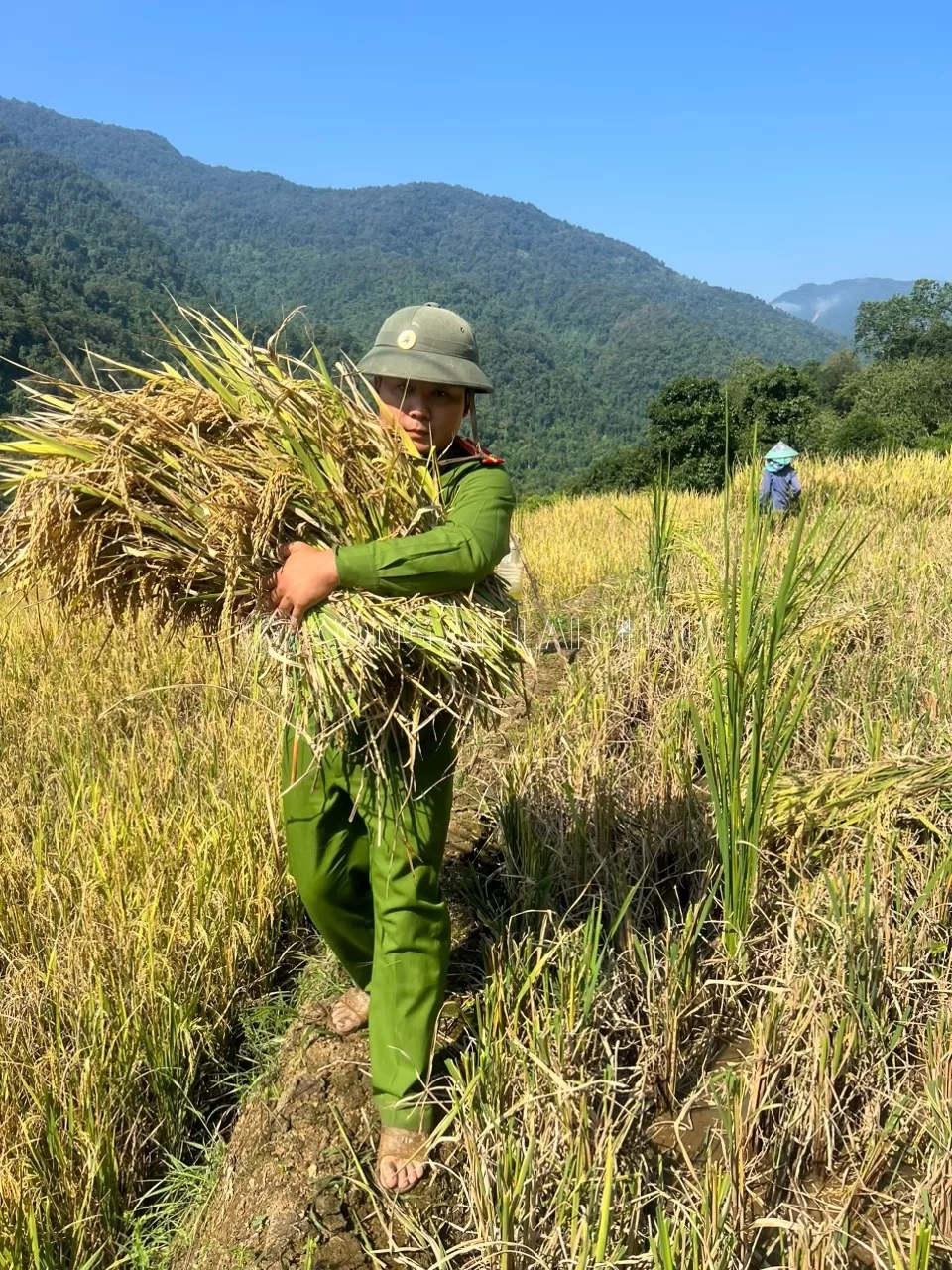 Không nghỉ lễ, Công an xã Ka Lăng đội nắng cùng bà con nhân dân gặt lúa