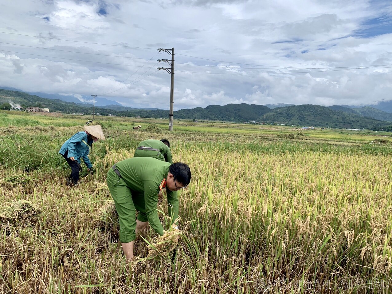 Lực lượng Công an thị trấn Tam Đường thu hoạch lúa chín cùng nhân dân