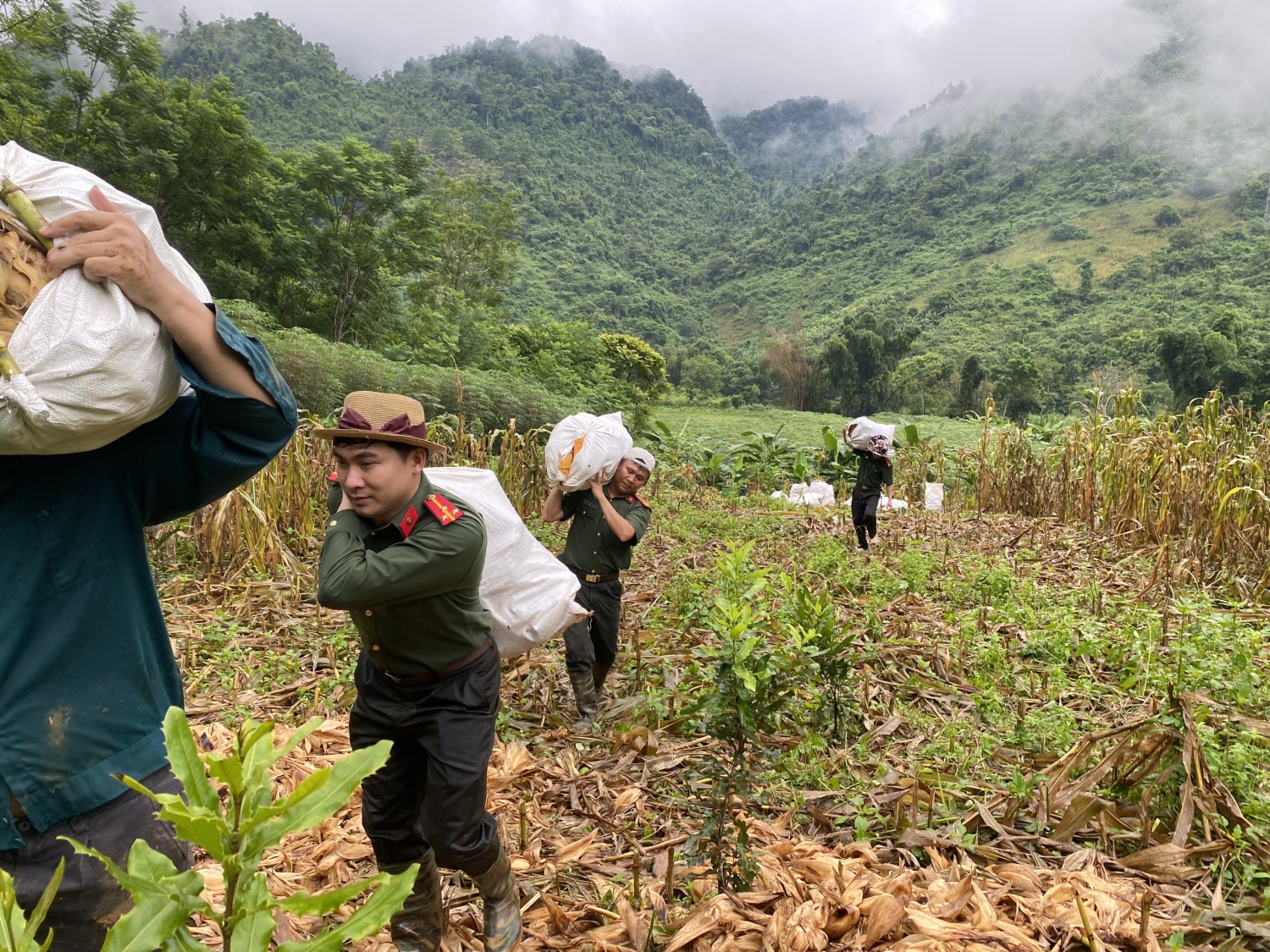 Thu hoạch mùa vàng - Thắm tình quân dân