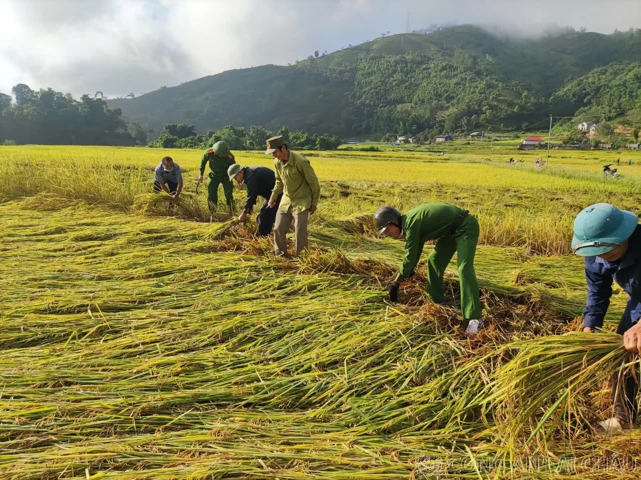 Công an xã Nà Tăm giúp dân thu hoạch lúa sau bão