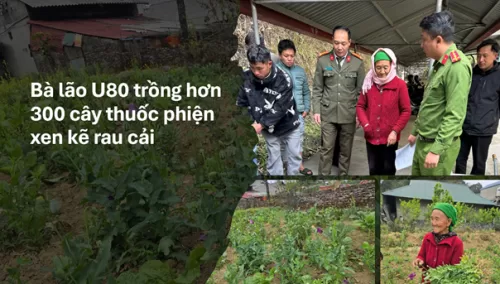 Cụ bà U80 trồng hơn 300 cây thuốc phiện xen kẽ rau cải