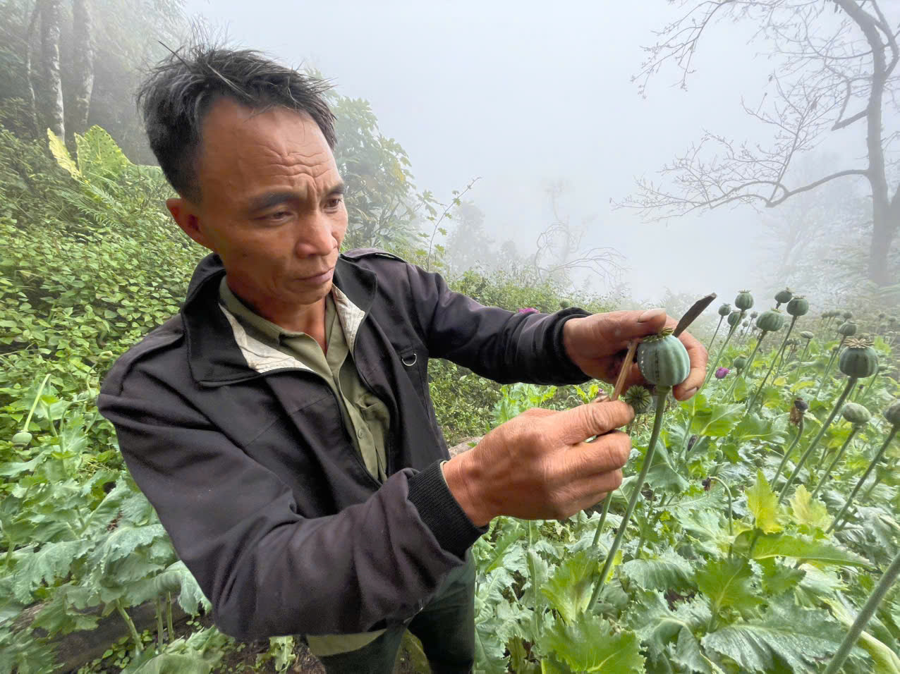 Phàn A Đánh khai thác mủ từ quả thuốc phiện