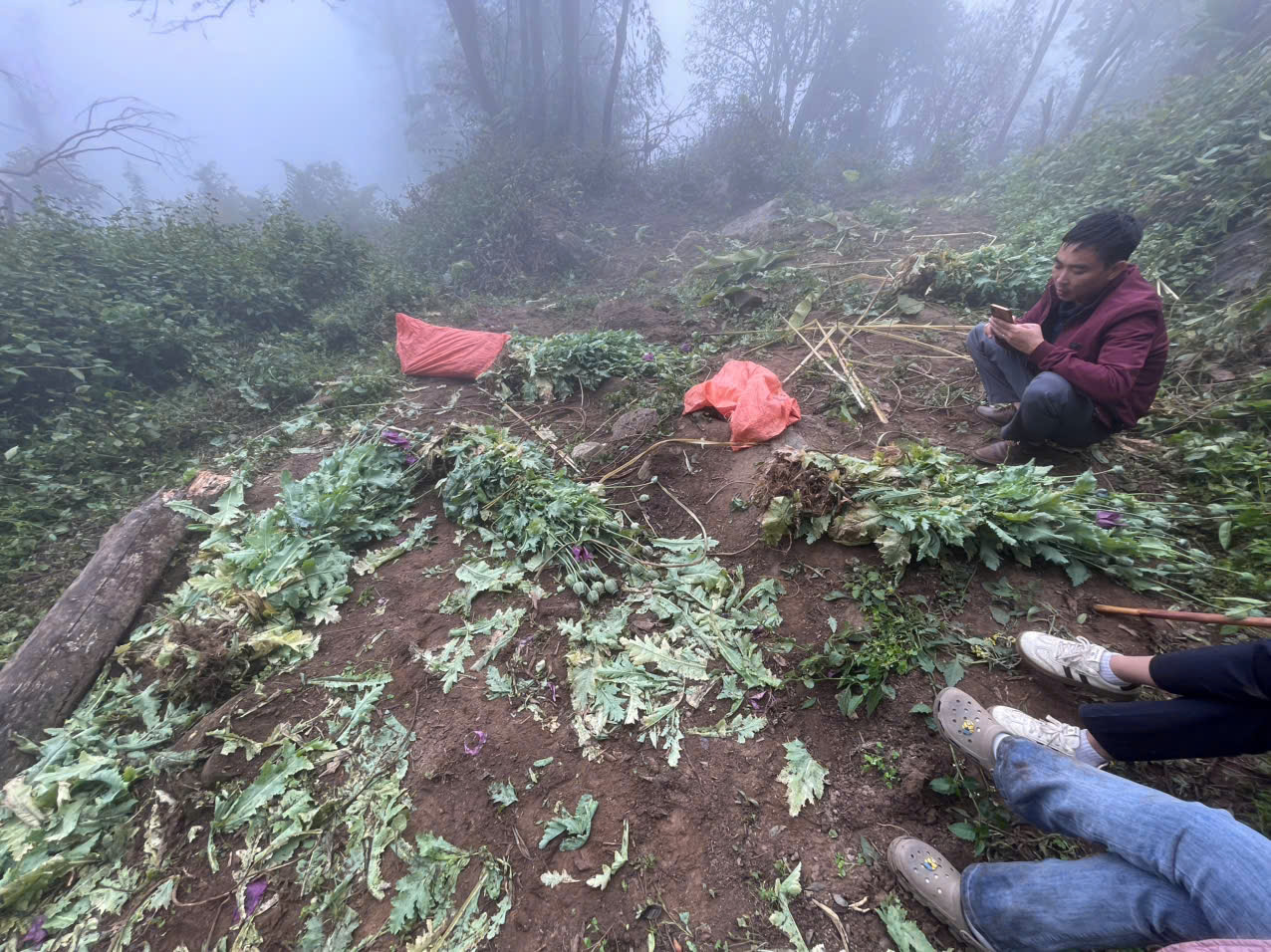 Số cây thuốc phiện bị phá nhổ tại hiện trường