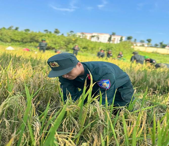 Phòng Cảnh sát cơ động chung tay giúp dân gặt lúa trong ngày Quốc khánh 02/9.