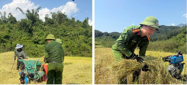 Đoàn viên, thanh niên tham gia hỗ trợ người dân gặt lúa
