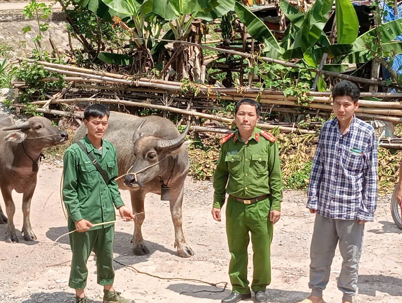 Cán bộ Công an xã Mù Cả, Đồn biên phòng và trưởng bản Mò Su trao trả trâu đi lạc cho người dân xã Sín Thầu, tỉnh Điện Biên.