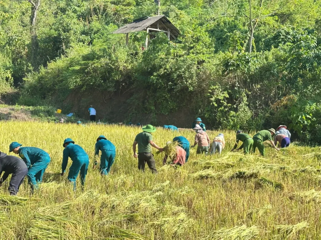 Công an xã Nậm Mạ xuống đồng giúp dân thu hoạch lúa