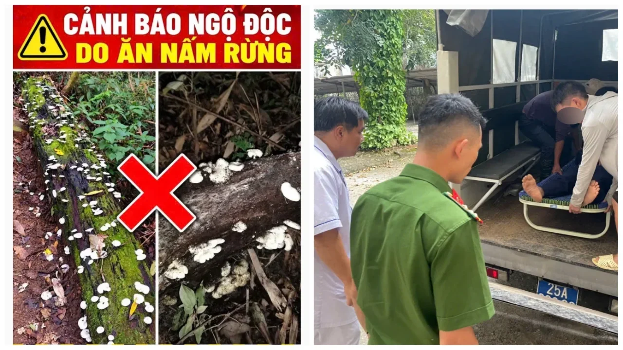 Bình Lư: Chủ động phòng, chống ngộ độc do nấm độc trong rừng